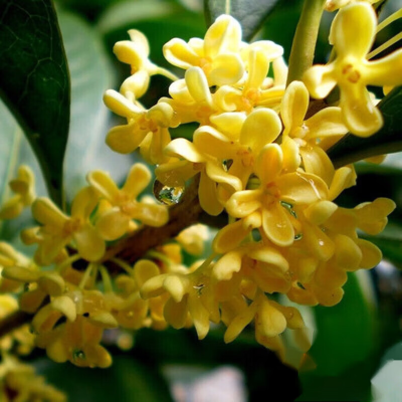 鼎曳桂花树树苗嫁接四季桂耐寒八月开花庭院原生金桂丹桂盆栽地栽