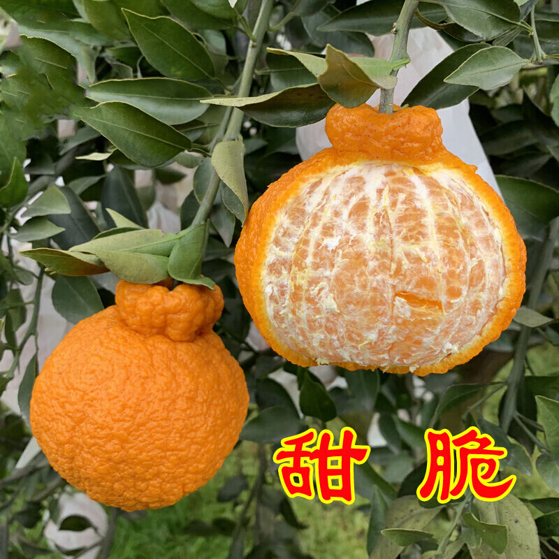四川蒲江不知火丑桔丑柑丑橘丑八怪现摘 5斤 果径75mm往上
