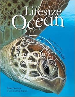 现货 Lifesize Ocean