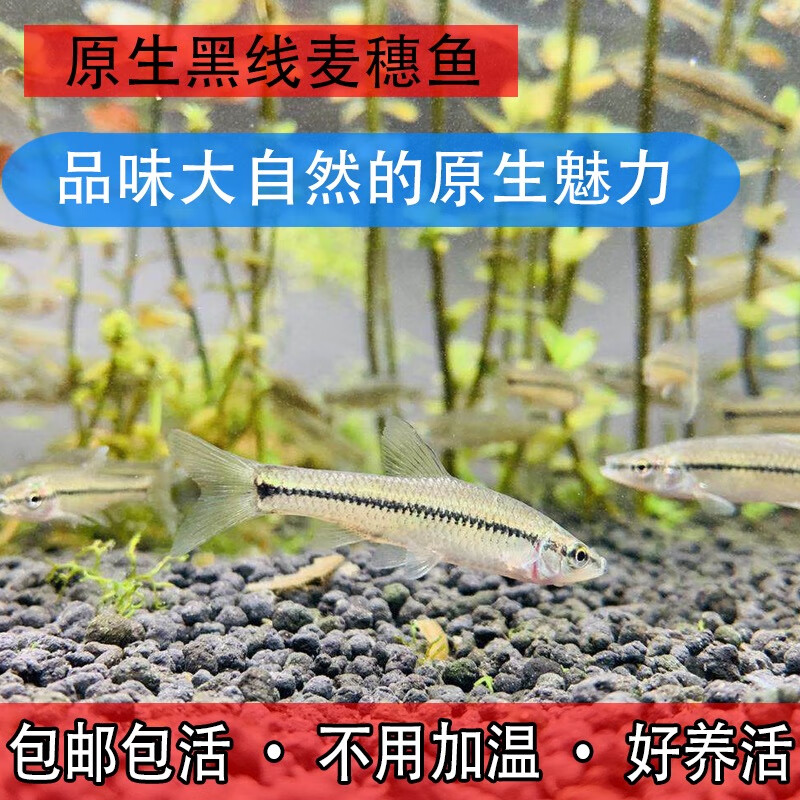 原生麦穗鱼苗饵料鱼乌龟活食金银龙活鱼鳄龟小鱼饲料鱼群游冷水鱼 精选3-5厘米小个体10条包活8条怎么样,好用不?