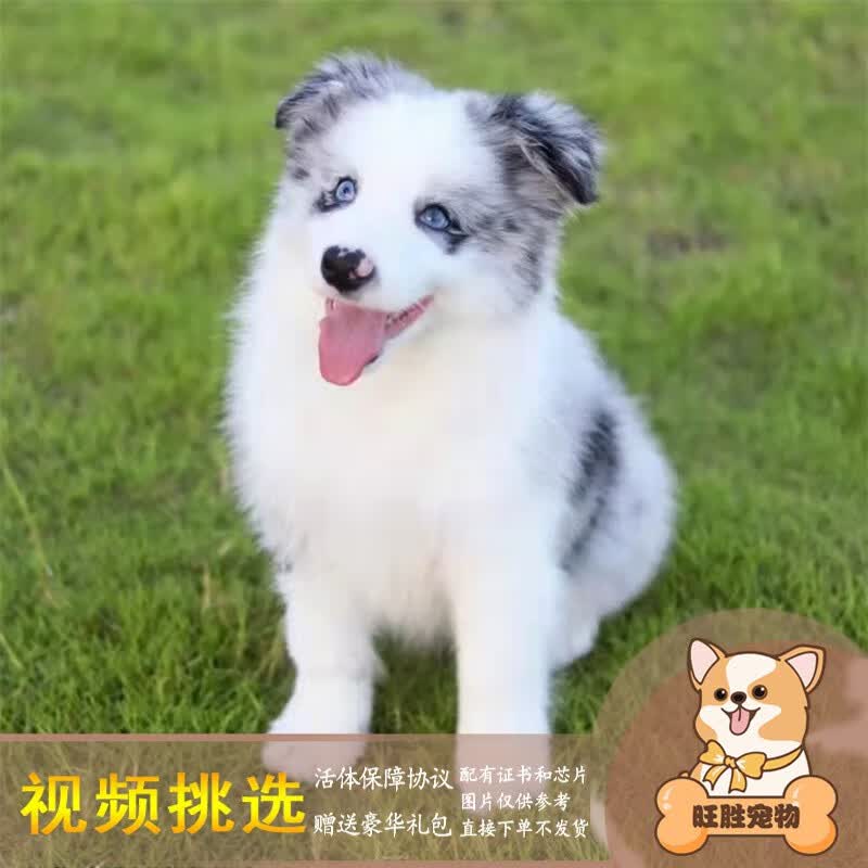 梦茜儿纯种陨石边牧幼犬活体狗狗三通七白边境牧羊犬蓝眼睛边牧狗狗幼崽 下单联系客服（视频挑选） 公高性价比高么？