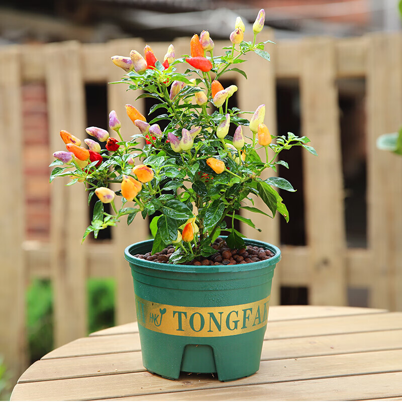 惜林园七彩辣椒盆栽小辣椒五彩椒树苗带果可食用新鲜植物好养活花卉