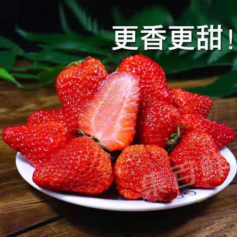 【精选S级】新鲜草莓可商用烘培蛋糕现摘牛奶草莓水果甜草莓现摘 2斤【中大果】