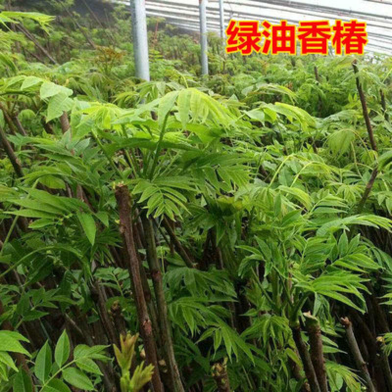 阿木木 食用香椿树苖 红油香椿苗 盆栽地栽果树苗 庭院阳台南方北方