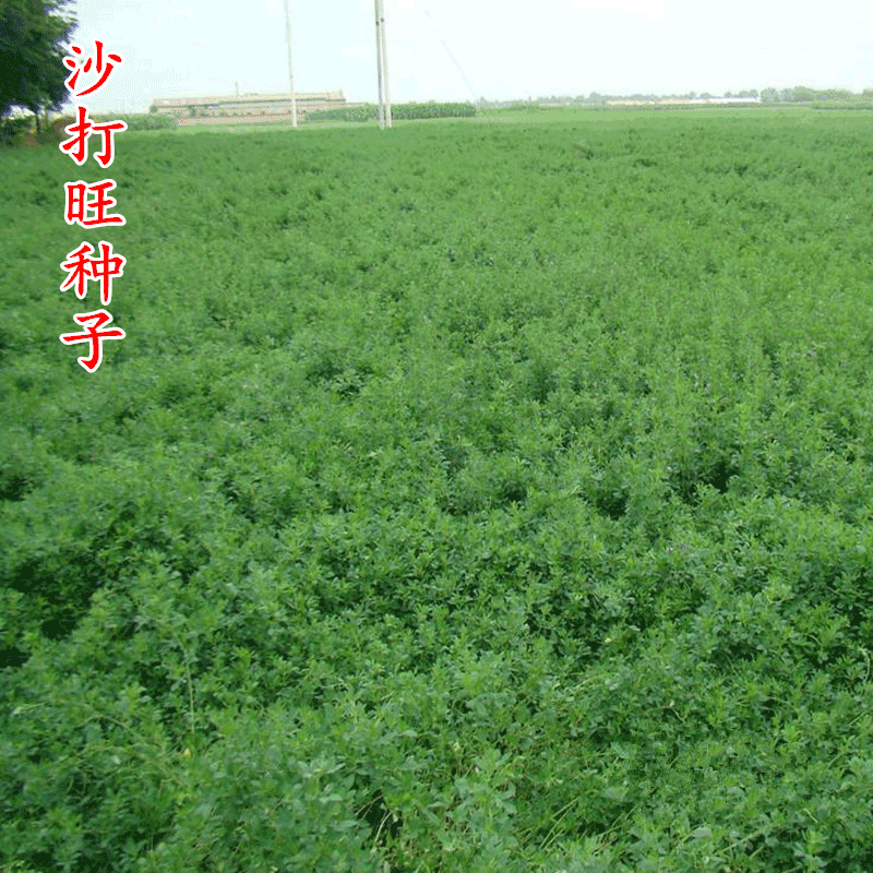 一播大地 沙打旺种子 多年生牧草 绿肥草 护坡草 耐寒耐旱耐盐碱种子 