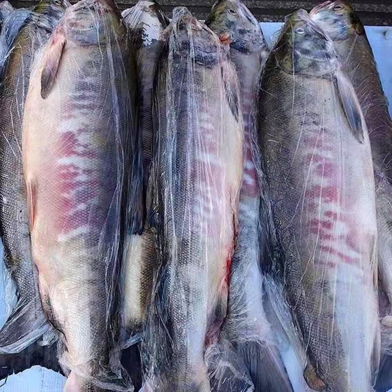 夠印 大馬哈魚整條 黑龍江撫遠(yuǎn)特產(chǎn)新鮮冷凍未腌制新魚整條6.5斤 5斤整條馬哈魚一條