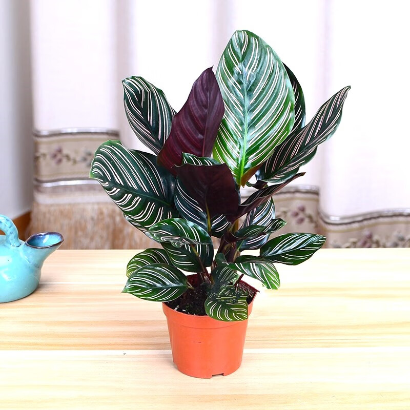 畅微 双线竹芋盆栽 好看的竹芋类植物 室内客厅办公室 竹芋绿植花卉