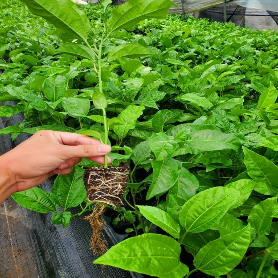 boussac新品种金蜜百香果苗 甜蜜百香果树苗 纯甜 黄金果苗 四季不断