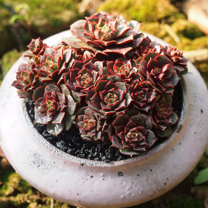 阑兮阁多肉植物老桩特大捧花 罗西玛[老桩3头起13cm左右] 不含盆