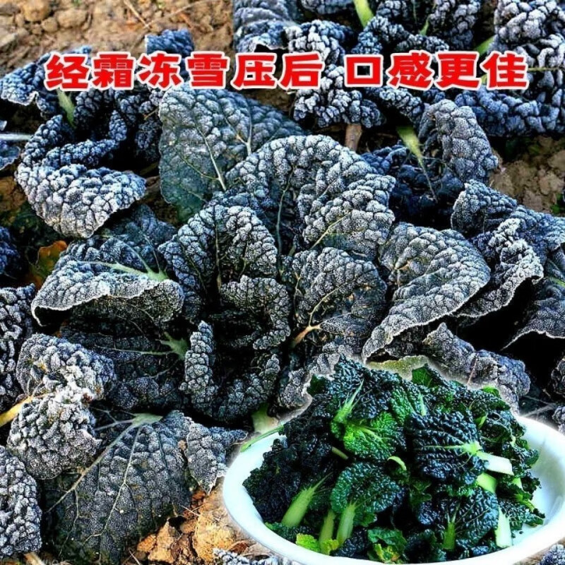 黑油冬种子随州泡泡青冬菜杭州皱叶黑乌油冬儿大种籽菜籽孑青菜种
