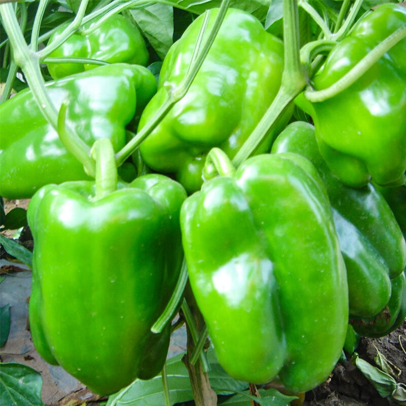 苗大全幼苗草莓苗番茄苗西瓜辣椒秧苗四季阳台盆栽菜苗 绿彩椒苗6棵