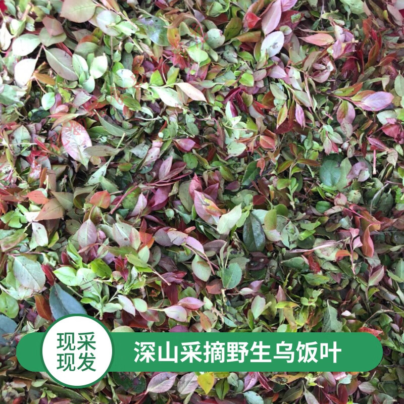 俏滋郎2024新鲜采摘宜兴乌饭叶子南烛叶野生特产黑饭草头500g做乌米