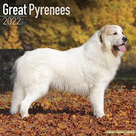 预订great pyrenees 2022 wall calendar