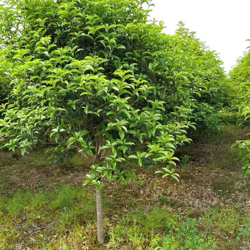 中牟县苗木种植场：生态绿洲的绿色守护者