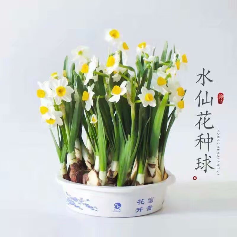 【喜i庆】【荷兰水仙+盆+液+菌】水仙花种球水培室内阳台花卉盆栽水养植物 N凌波仙子 水仙大球6个+【盆+液+菌】推荐