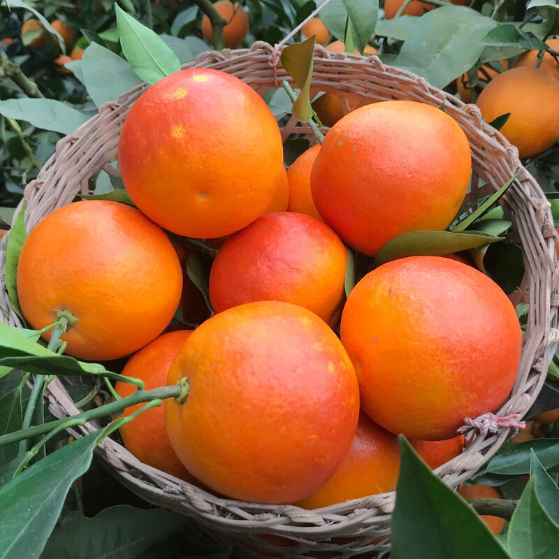 橙子 产地当季水果 芬香四溢塔罗科血橙  净重5斤装（单果55mm+)