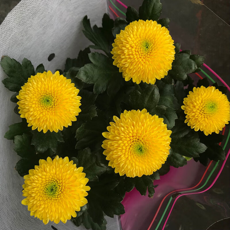 农民老史乒乓菊盆栽重瓣球形菊花苗室内阳台开花植物带花花卉花期长