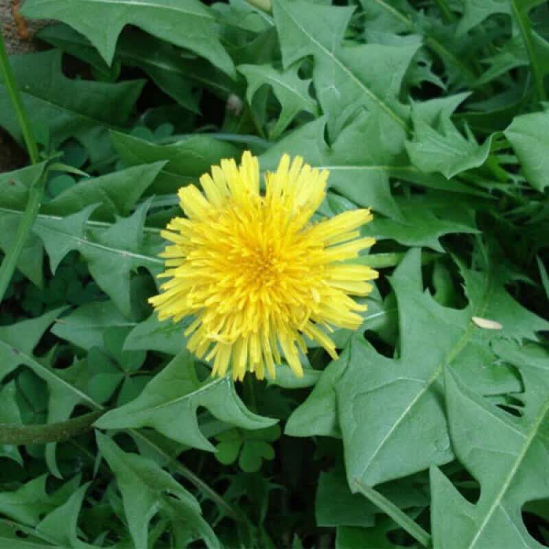 浦公英四季播盆栽花卉种子花籽蒲公草华花郎黄花地丁种籽 蒲公英种子