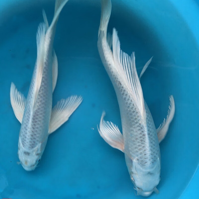锦鲤鱼活体龙凤锦鲤观赏鱼 黄金龙凤锦鲤白金龙凤锦鲤