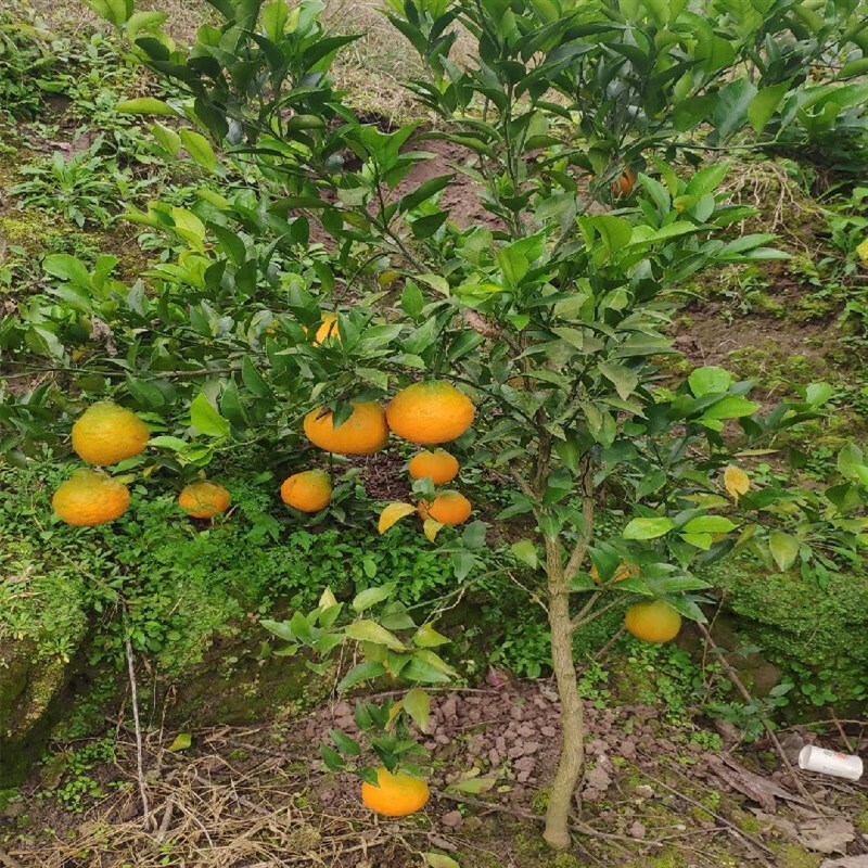 千颂园春见耙耙柑树苗嫁接四川粑粑柑桔盆栽地栽苗木趴趴柑橘苗果树