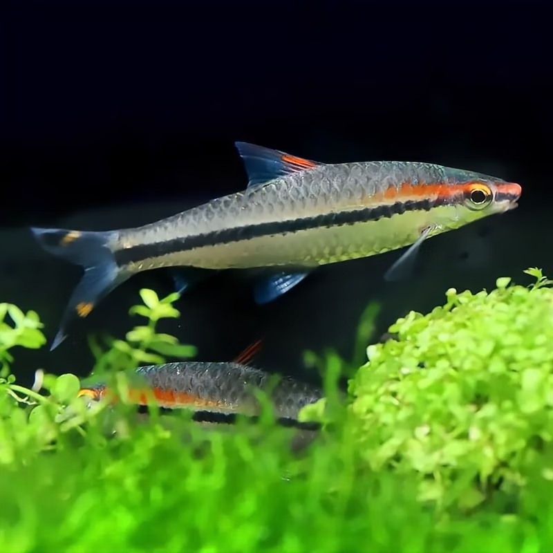 鱼精品鱼儿活体热带观赏鱼群游草缸淡水鱼黑影道人鱼黄化一眉包活