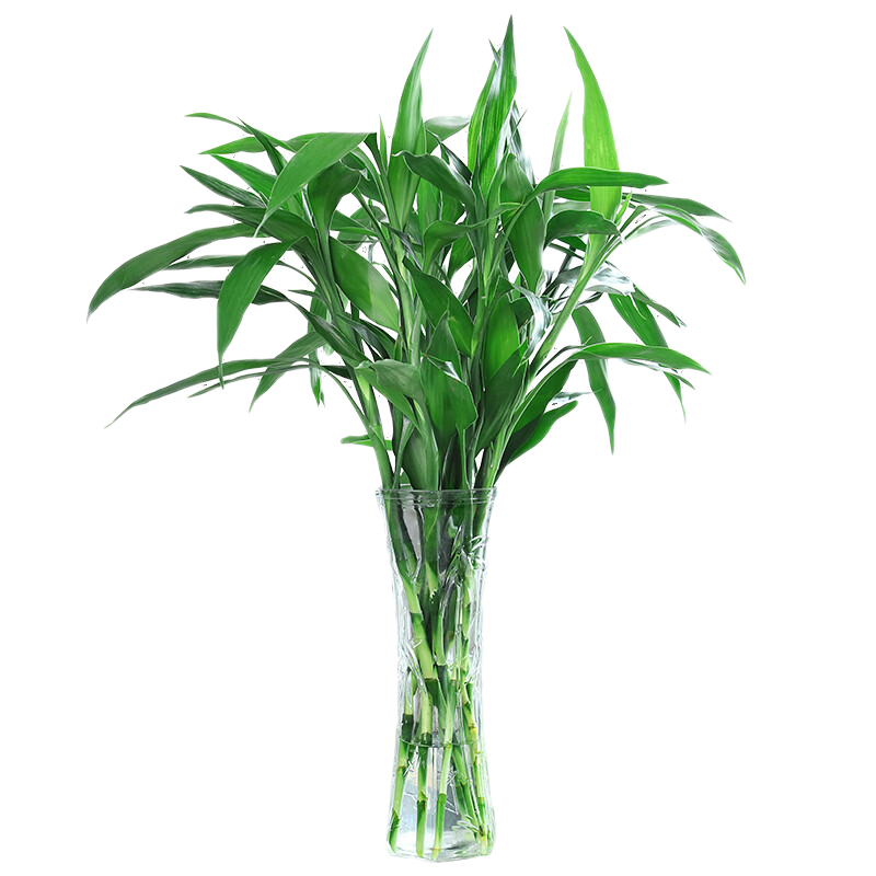 JD绿植盆栽价格走势|绿植盆栽价格比较