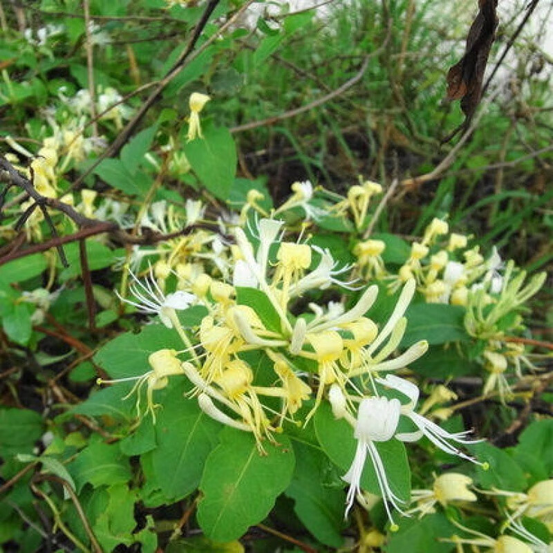 藤蔓植物 爬藤树型金银花苗药用金银花树苗鸳鸯藤-四季不掉叶常青盆栽