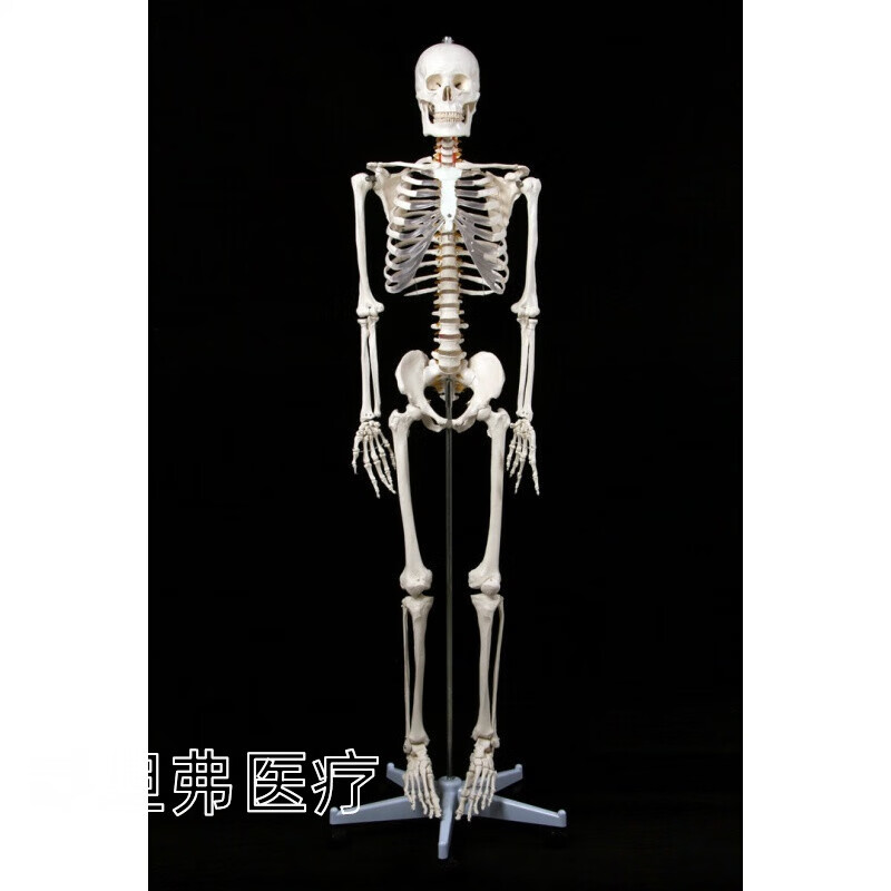 骷髅骨架标本 b款:男性骨骼(透明肋软骨)