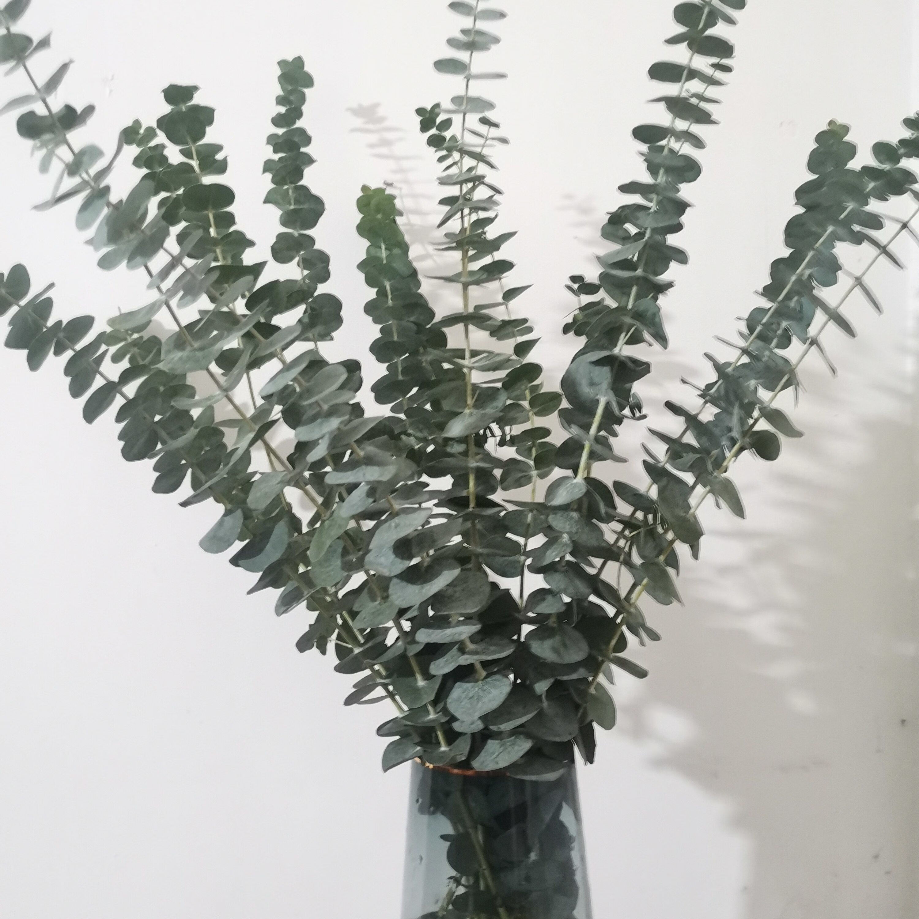 爱满尤加利叶 尤加利果 永生尤加利叶ins风干花花束花环搭配花材真花