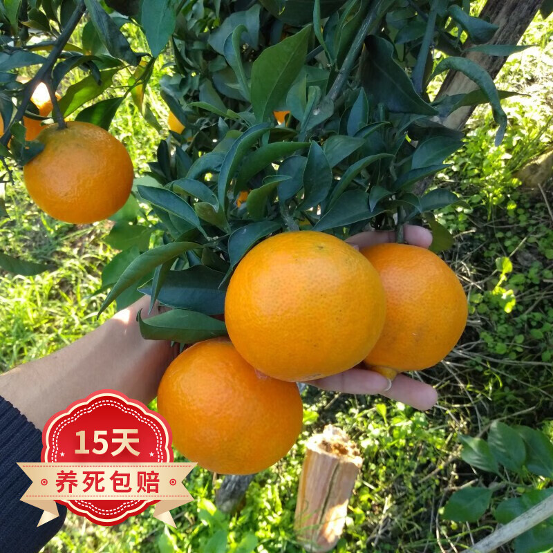 苗木历史价格曲线|苗木价格走势