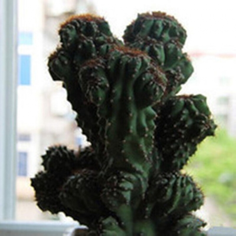 虎头山影仙人山虎头罗汉山影拳 仙人掌类沙生多肉植物 虎头山影盆栽