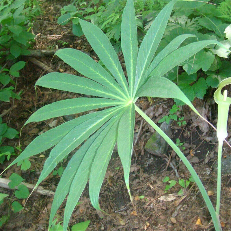 花之然天南星种子南星子中草药种籽根块半夏种球药材种子籽新鲜