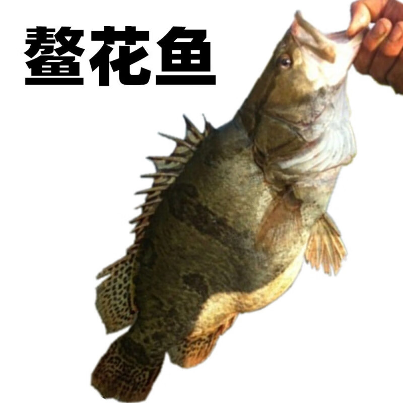 lism熬花鱼鳜鱼桂鱼 鲜鱼速冻 2斤*2条 2斤*2条