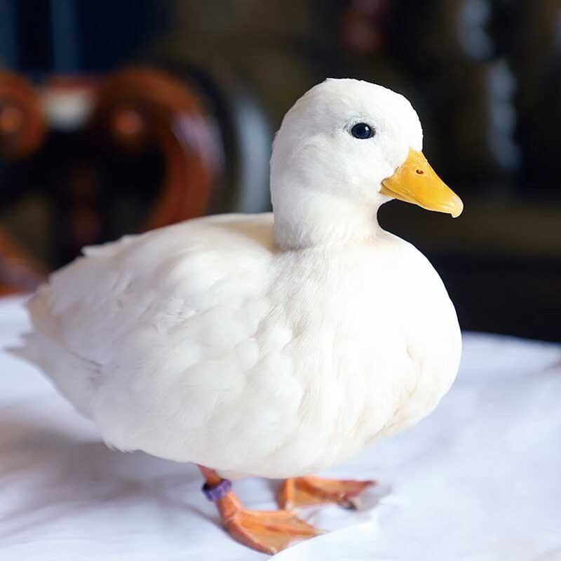 易萌 柯尔鸭活物纯种鸭苗宠物鸭子柯尔鸭幼崽受精蛋可孵化小黄鸭 纯白