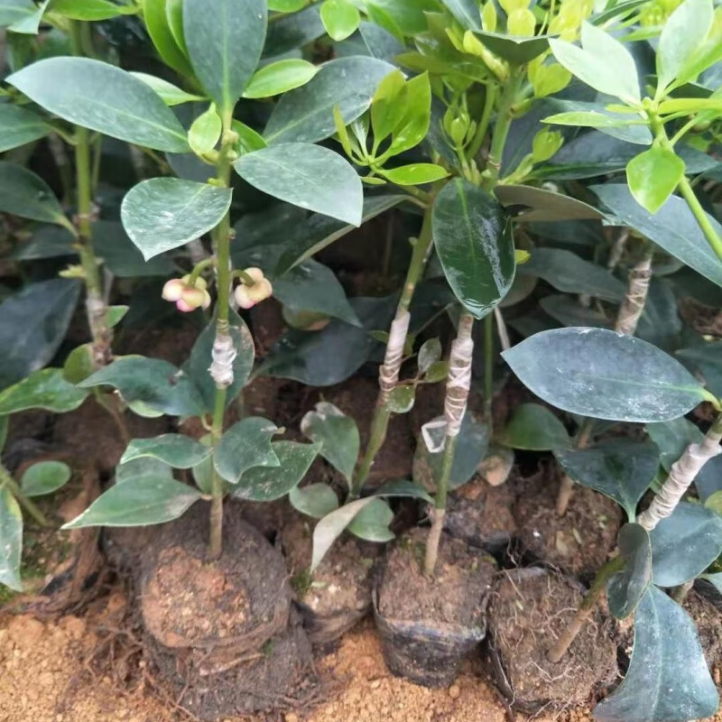 八角苗古龙嫁接八角树苗八角大料茴香苗果树苗八角嫁接苗批发 嫁接