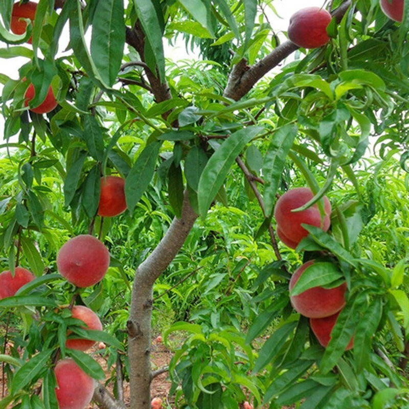 中华血桃树苗南方北方种植嫁接桃树苗盆栽地栽 紫肉血桃苗 果树苗 5年