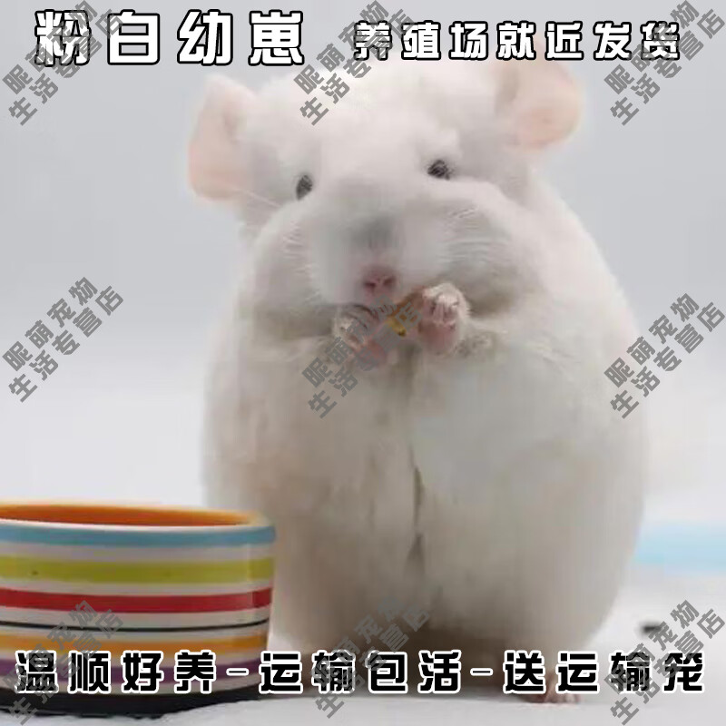 smvp龙猫宠物龙猫活物长毛龙猫幼崽活体毛丝鼠颜色看选项活体宠物 粉