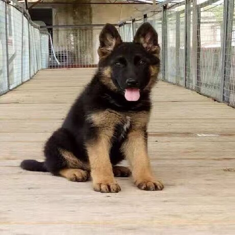 纯种德国牧羊犬幼犬活体德牧狗狗警犬德系黑背狼狗弓背牧羊犬活体狗