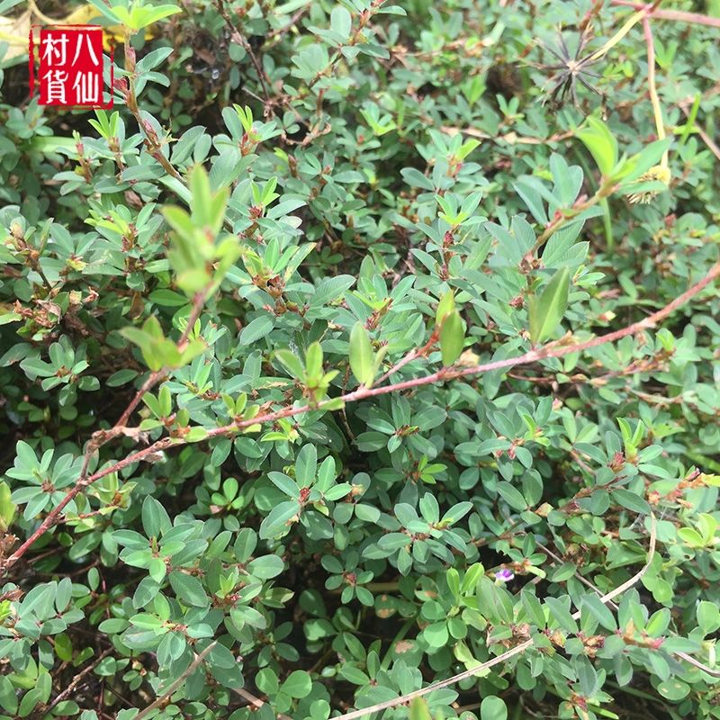 伟博新鲜草三叶人字草鸡眼草掐不齐鹿含草苍蝇翅人字草500g 一斤