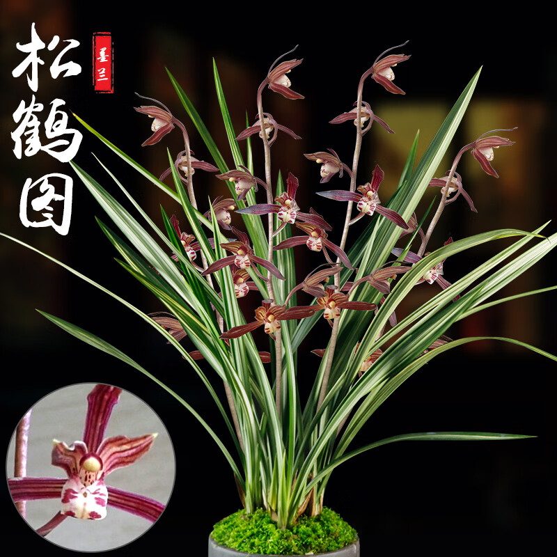 兰花墨兰金边叶艺松鹤图浓香兰草室内花卉绿植盆栽 金边叶艺墨兰松鹤