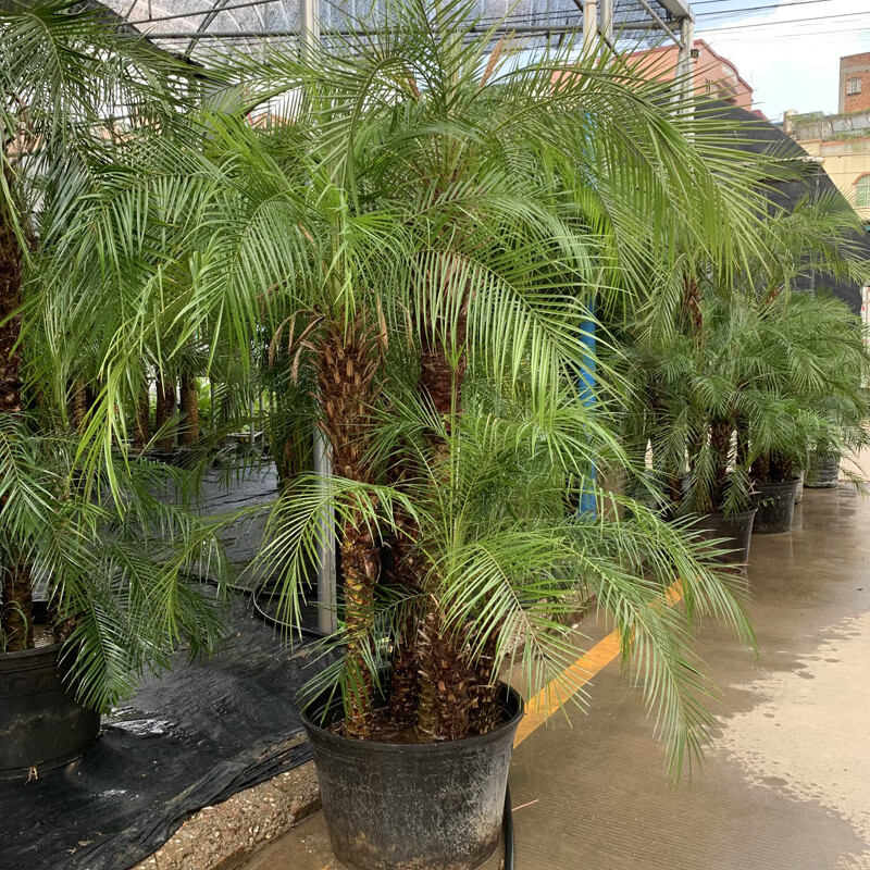 美丽针葵泰国椰子树针葵树盆栽刺葵棕榈树室内绿植客厅庭院 高1米-1.