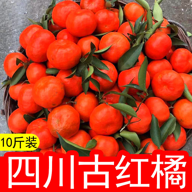 四川古红橘桔子川红橘大红袍万州水果新鲜当季10斤整箱陈允斌 9斤