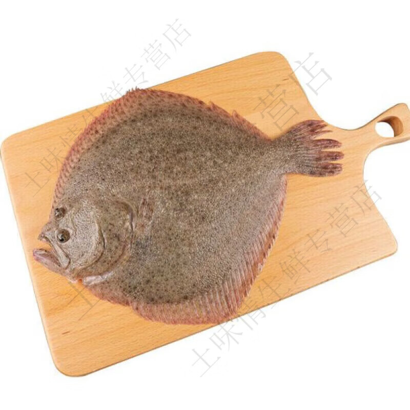 京乐狳多宝鱼比目鱼海鲜活鲜冷冻新鲜石斑鱼深海鱼活鲜鲽鱼海鲜鱼 5-7