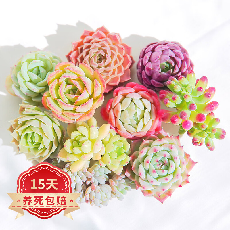 怎么查看多肉植物的历史价格|多肉植物价格比较