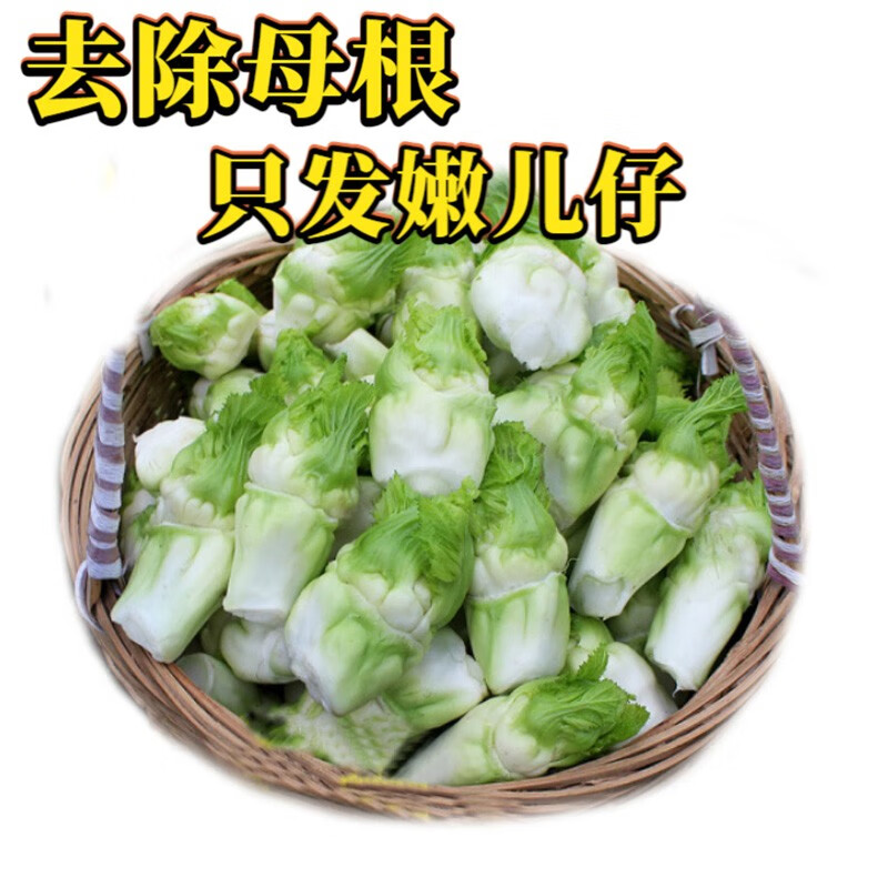 【现货速发】四川特产 脆嫩抱儿菜 新鲜母子娃菜芥菜 清炒做泡菜都可