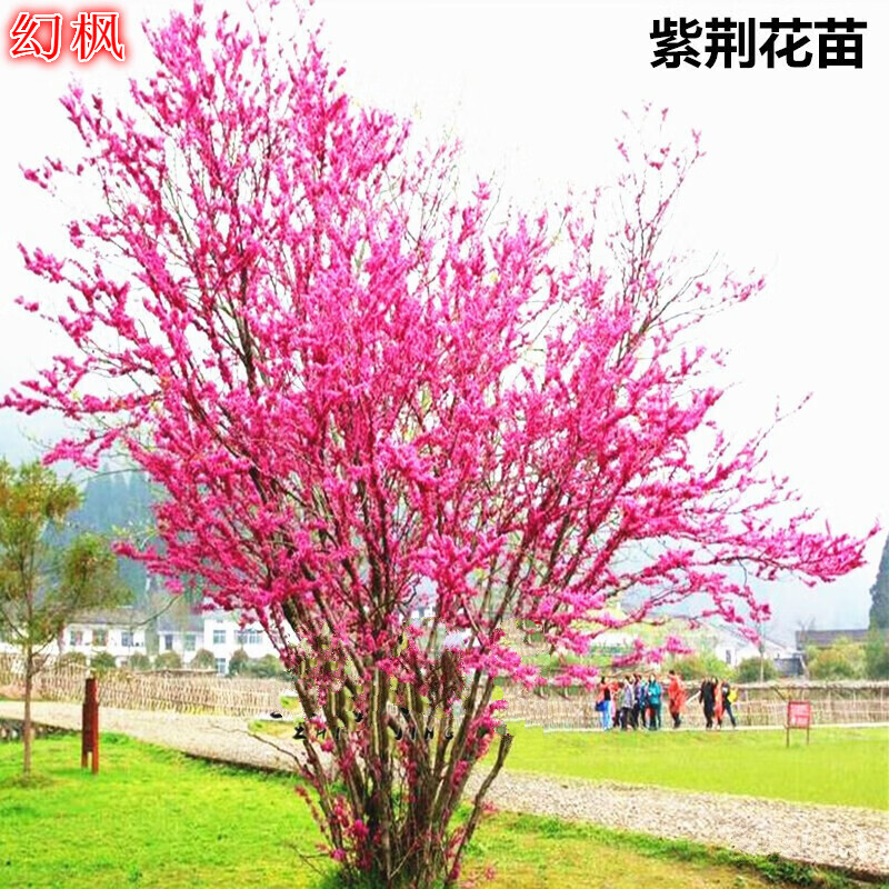 紫荆花苗紫荆花树苗满条红紫荆树苗小苗独杆丛生高杆紫荆盆栽阳台花卉