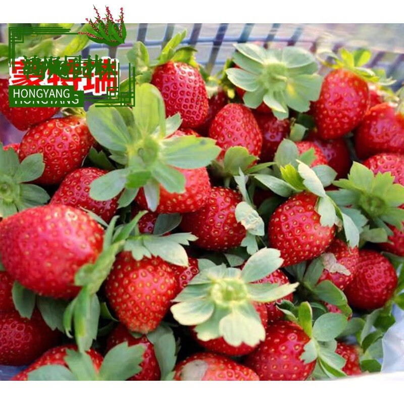 枫溢秋 四季草莓苗盆栽带 南北方种植当年结果食用牛奶草莓秧阳台 【蒙特瑞20棵】多2棵四季结果 15cm(含)-30cm(不含)