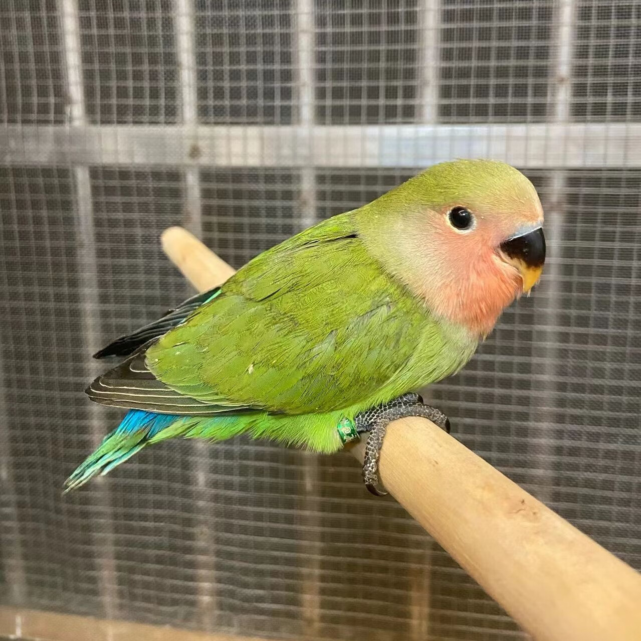 khgywvb手养牡丹黄桃绿桃日本雏鸟紫罗兰幼小鸟说话活鸟宠物人半毛 绿