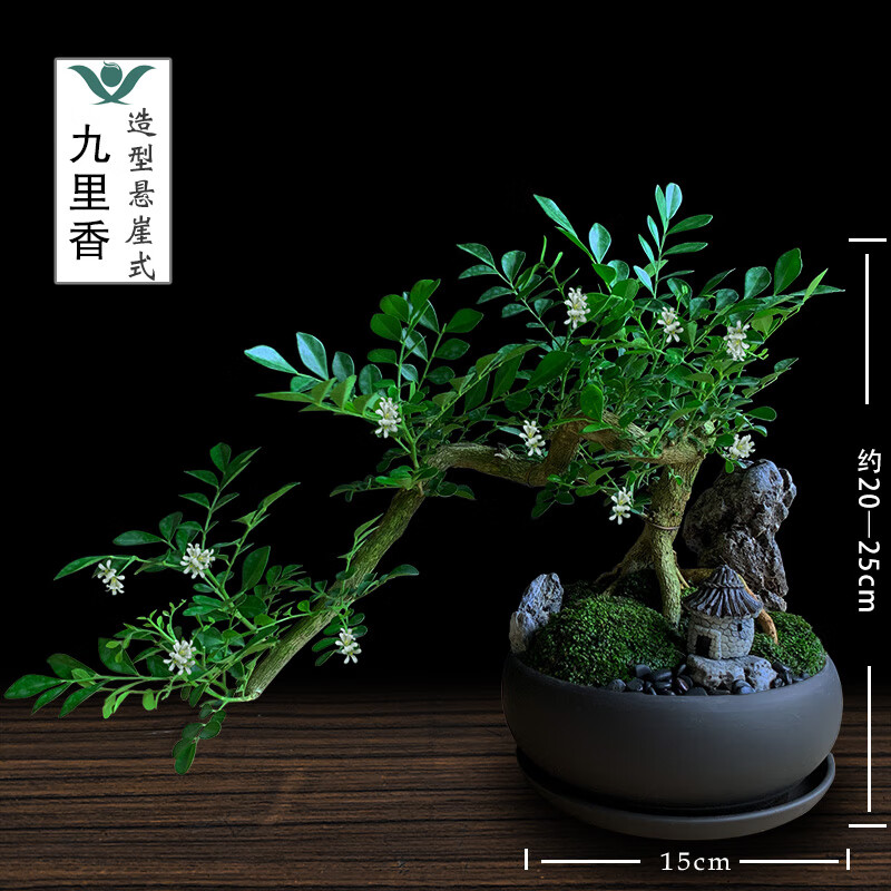 九里香盆栽中式盆景悬崖造型小老桩办公室内驱蚊绿植花卉书桌植物 悬崖式九里香(紫砂盆) +木架 整套成品（山石苔藓，带盆种好）