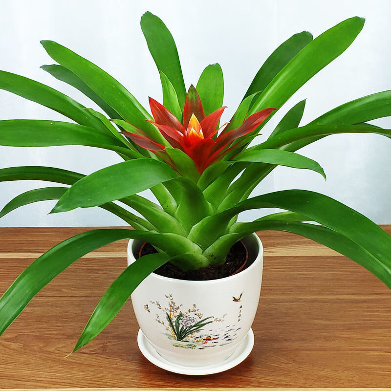 鸿运当头盆栽四季开花室内客厅阳台花卉凤梨花植物水培绿植带花盆